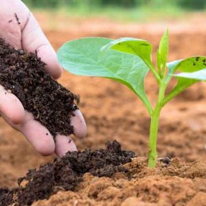 Hoá chất phân bón