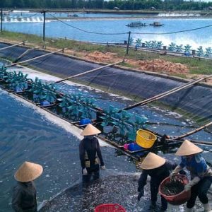 Hóa chất thủy sản - chăn nuôi